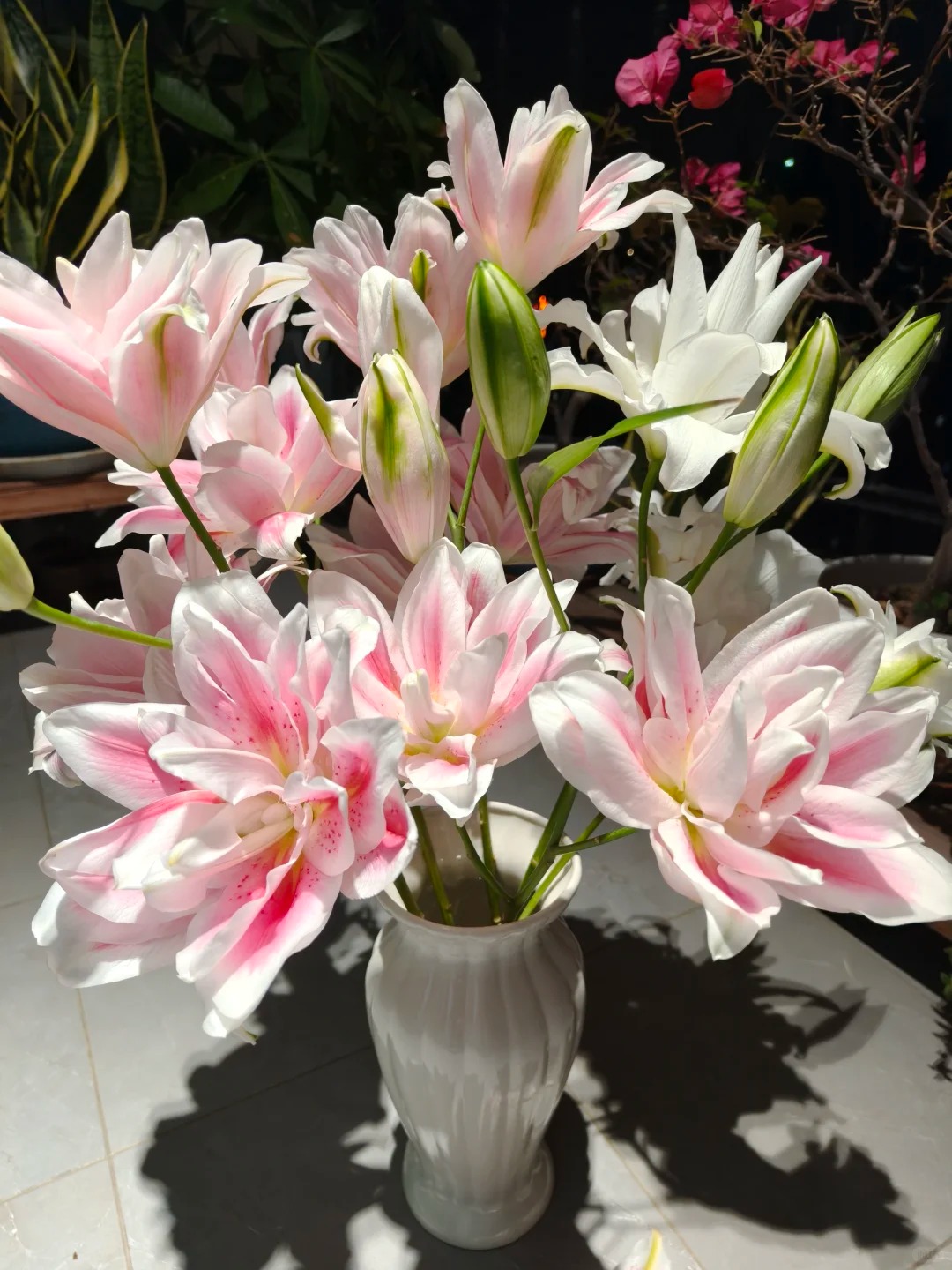 【源头优选】火星之约重瓣-云南直发鲜花家居水养插花鲜切花