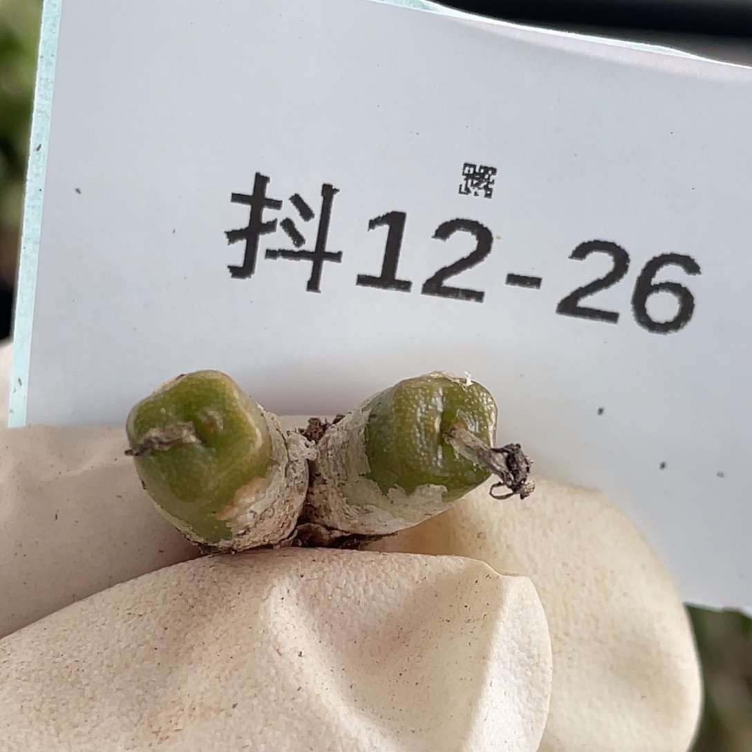 12-26方糖多肉植物