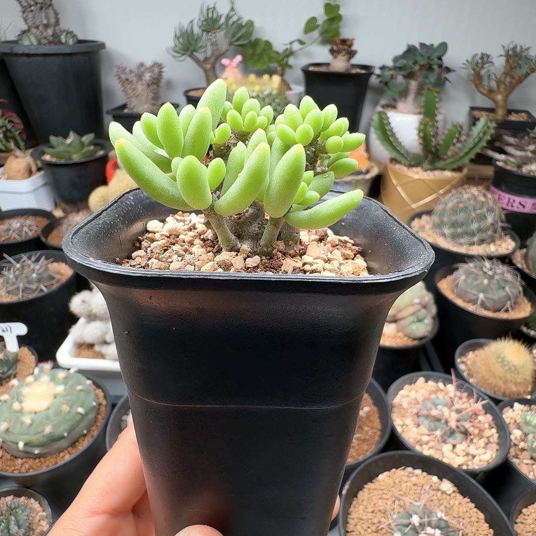 658诱惑奇峰锦晨夕花坊