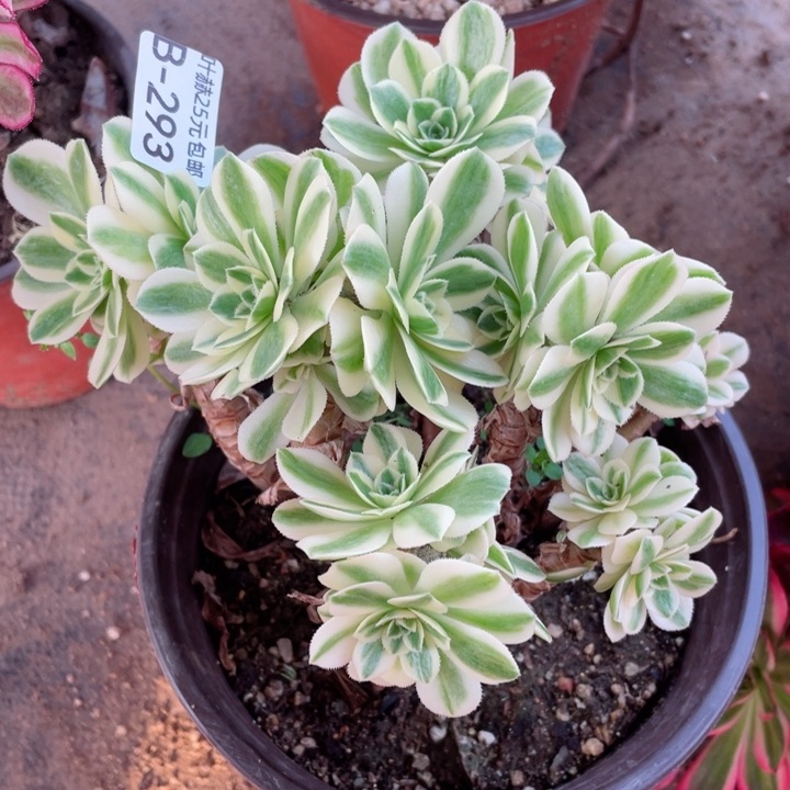 293迈巴赫多肉12345678