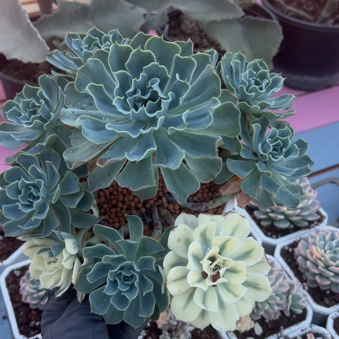 海啸锦，无砍手捧群