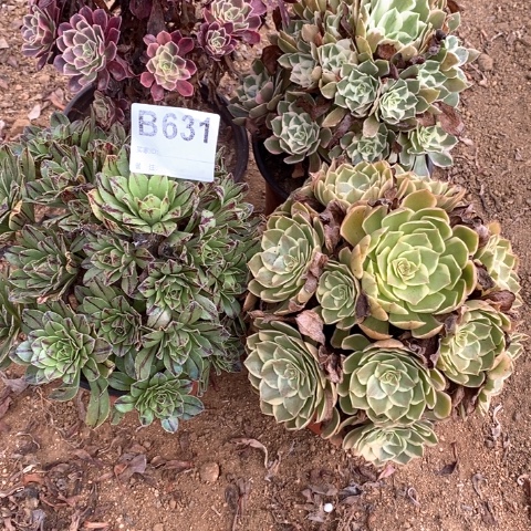 默***念631四颗法师多肉植物