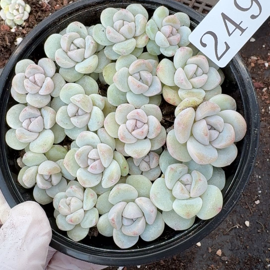 多肉植物多肉植物249