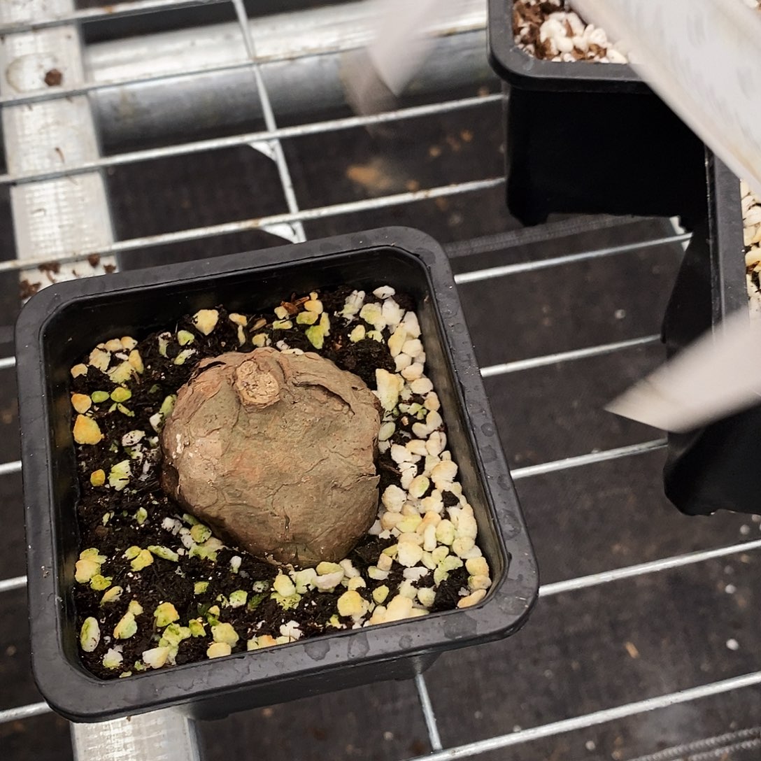 一物一拍150一叶龟已发芽