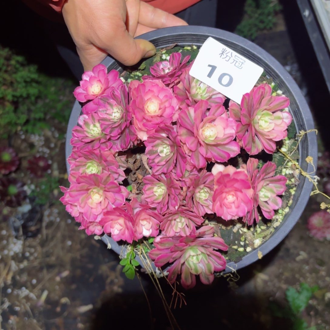 10 粉冠园艺法师锦