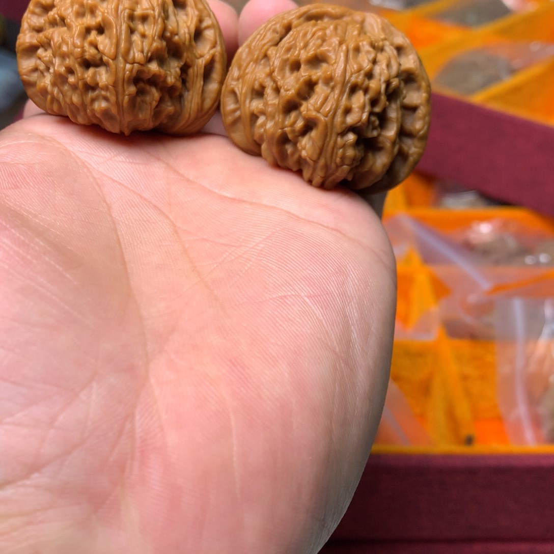 44尺寸老树山地三角白狮子双耳廓全品