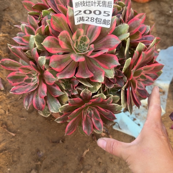 2005二号棚浣纱多肉C