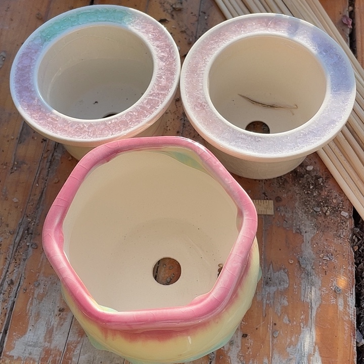 ╭***╮三个多肉陶瓷盆带盆发货