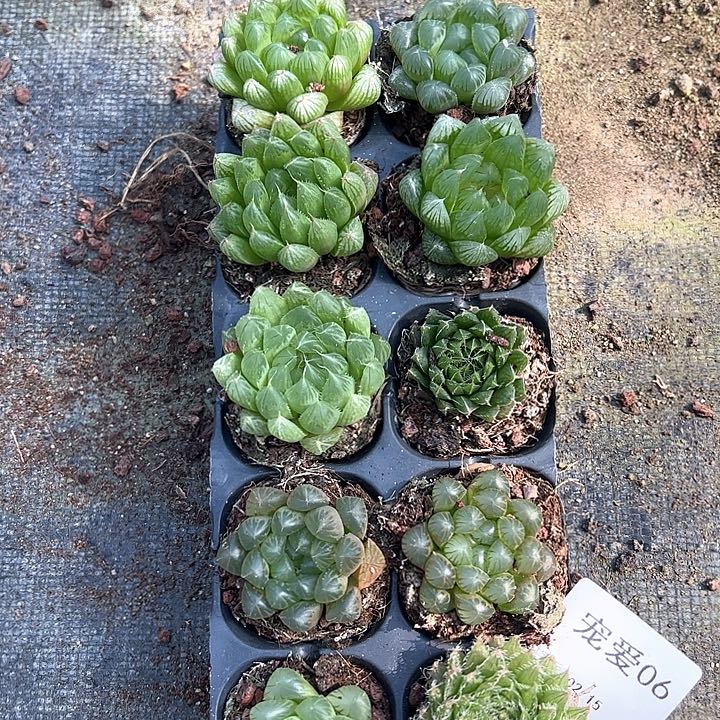 直播福利一物一拍06