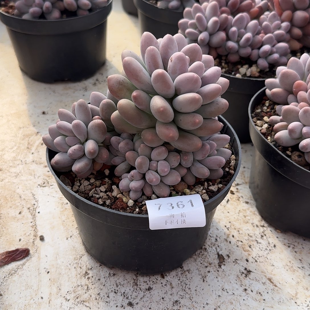 过***客7361号雪梨糍多肉