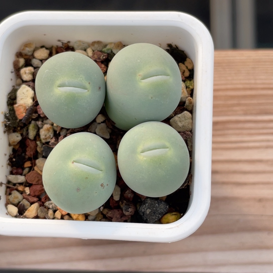 玻尿酸大嘴嘟嘟嘴植物一物一拍