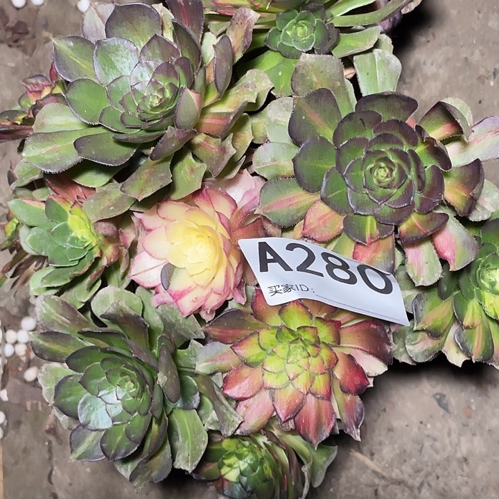 280海王七彩3-2花花