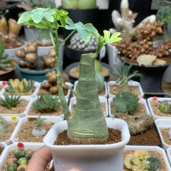幻蝶蔓实生带盆3.7cm