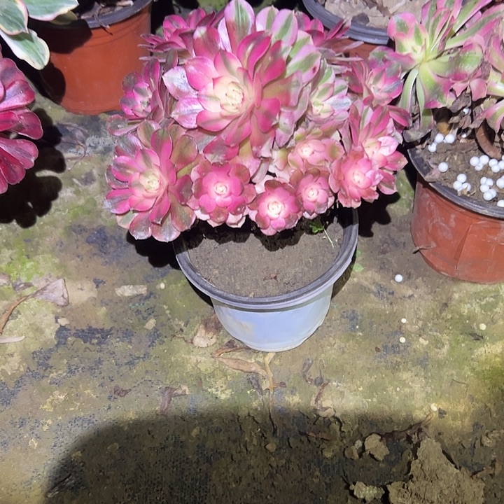 彩***姐不包侧枝一物一拍68