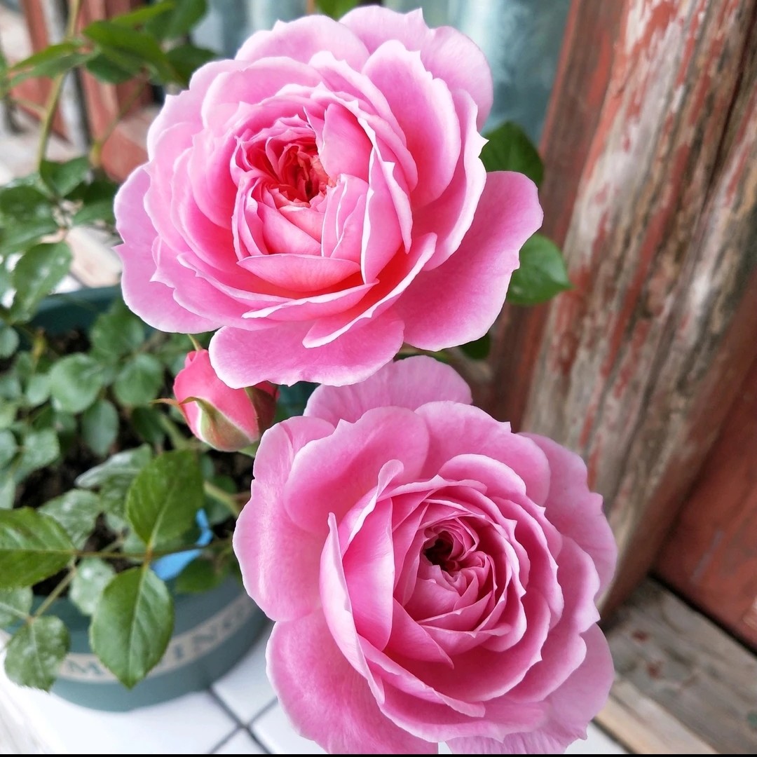 【铃之妖精独棵】粉色浓香阳台庭院抗病性强好养护花卉绿植月季盆栽