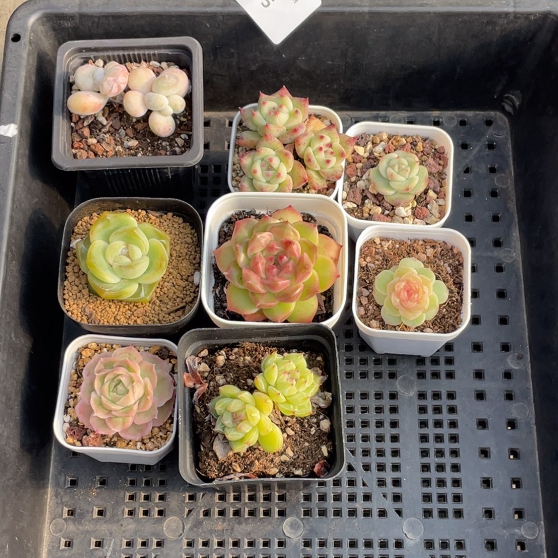 白***羊75号糖心冰心珍妮8