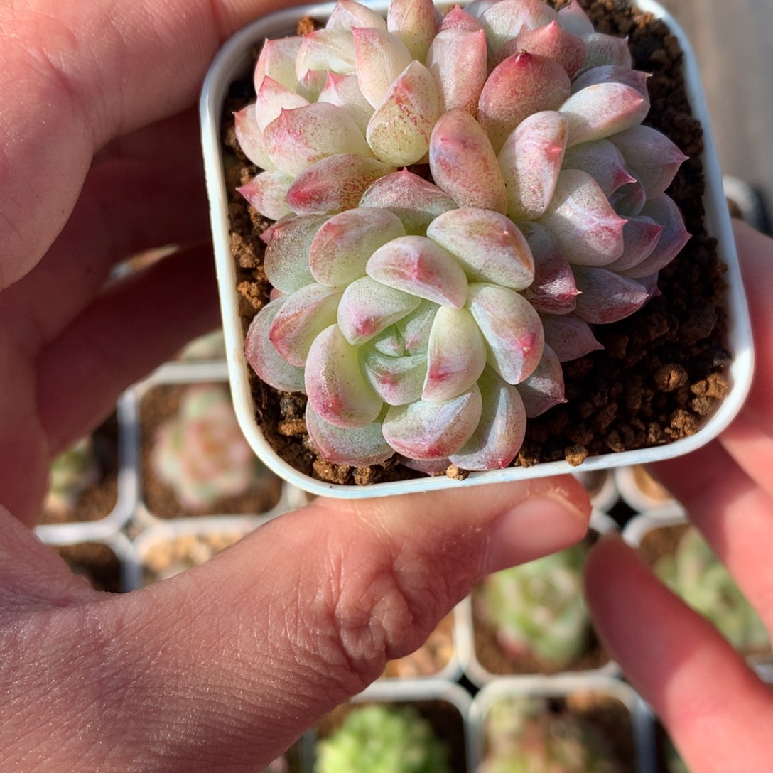 4头白色包子。       17号