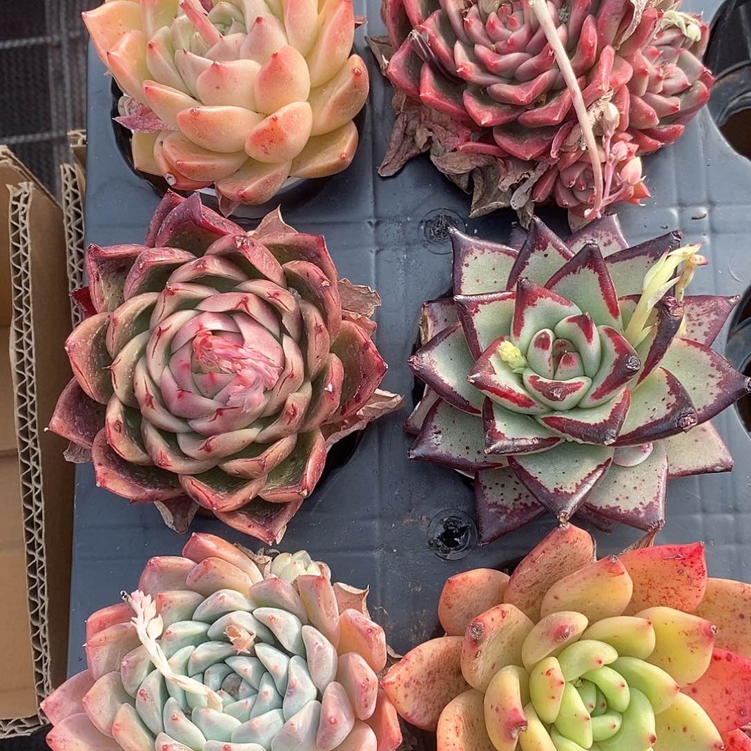 红粉橙黄乌木6个超大个超大 6419