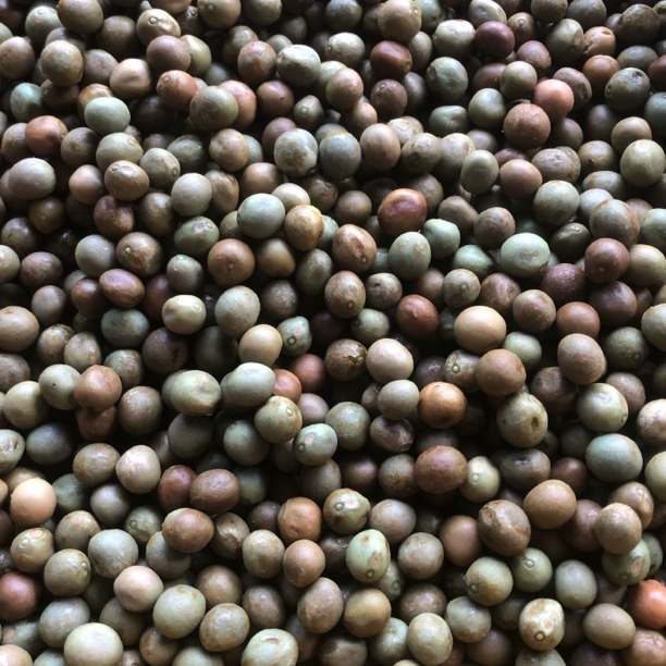 炉桥鸡头果新鲜芡实二青二级鸡头米5斤