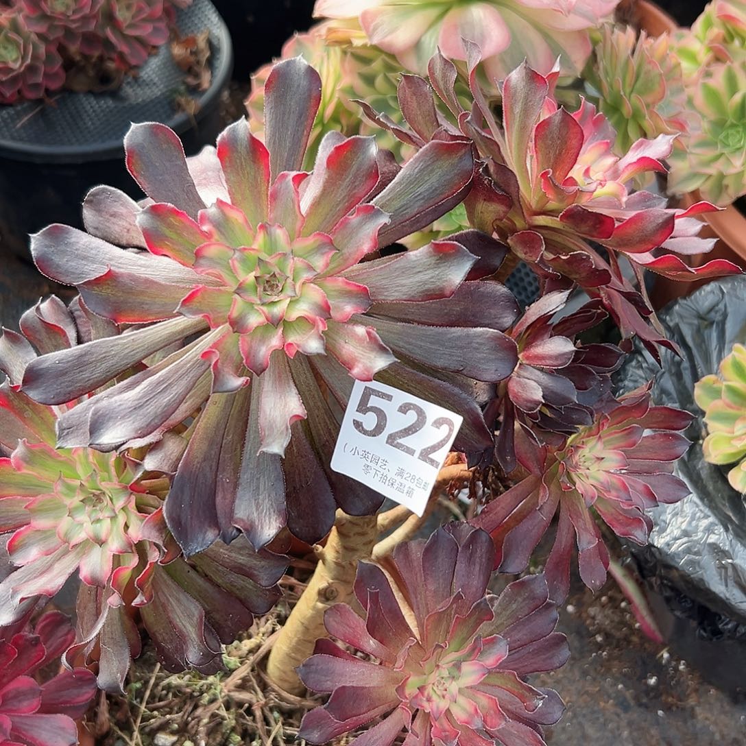 多肉植物多肉植物522