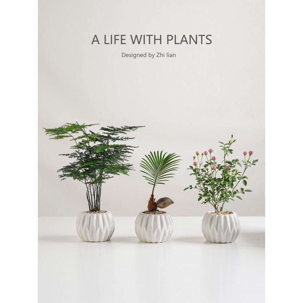 文竹盆栽植物室内办公室桌面绿植花卉好养净化空气四季常青小盆景