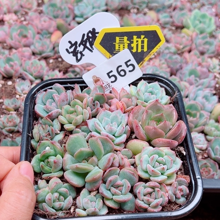 多肉植物多肉植物