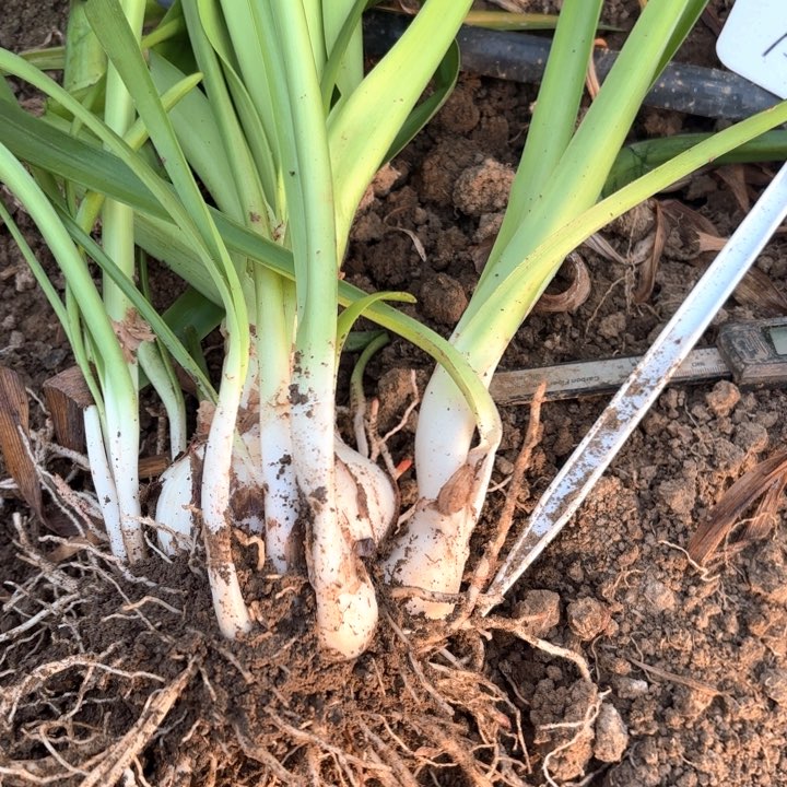 无花朵自*梦幻包对版8629