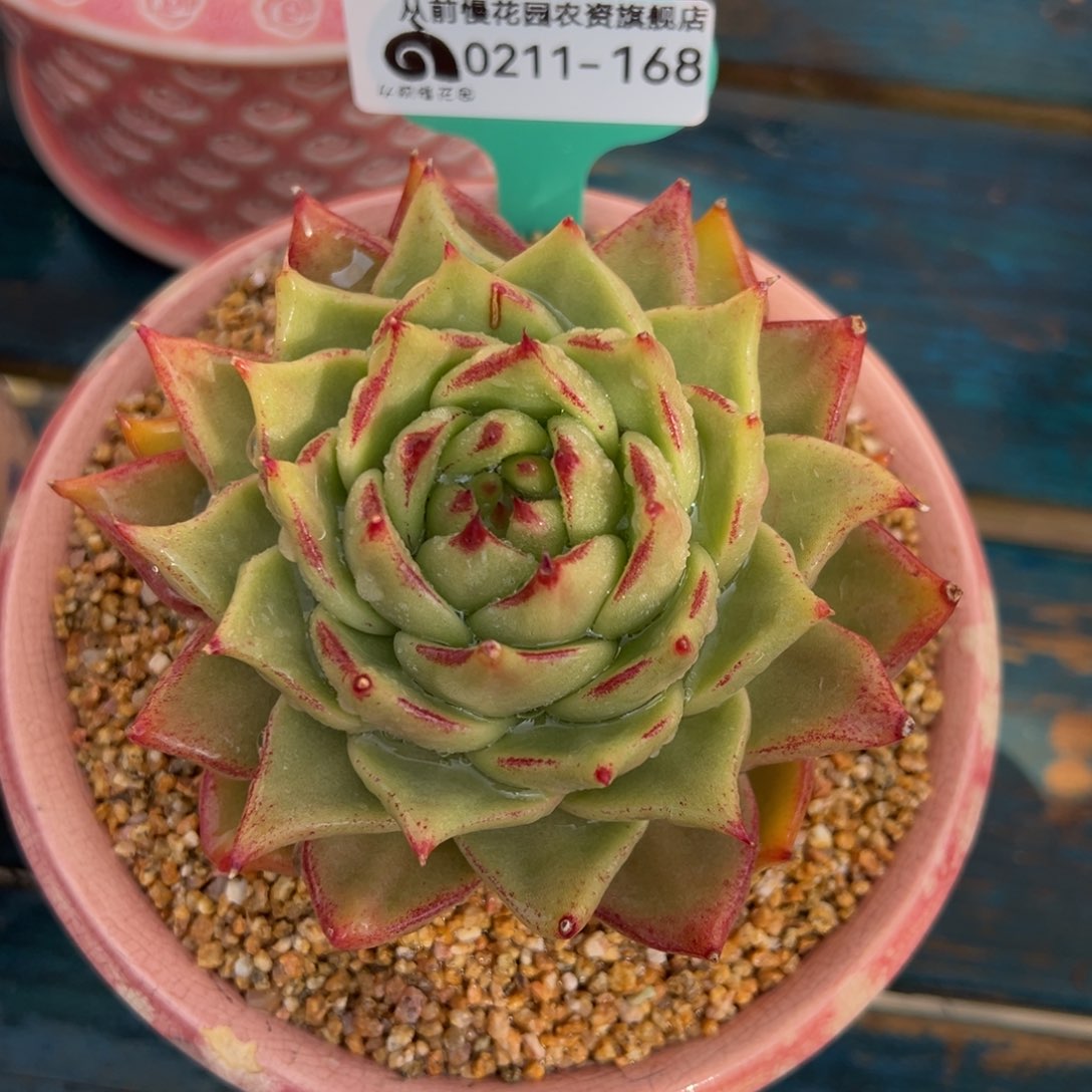 从前慢多肉精选编号0211.168