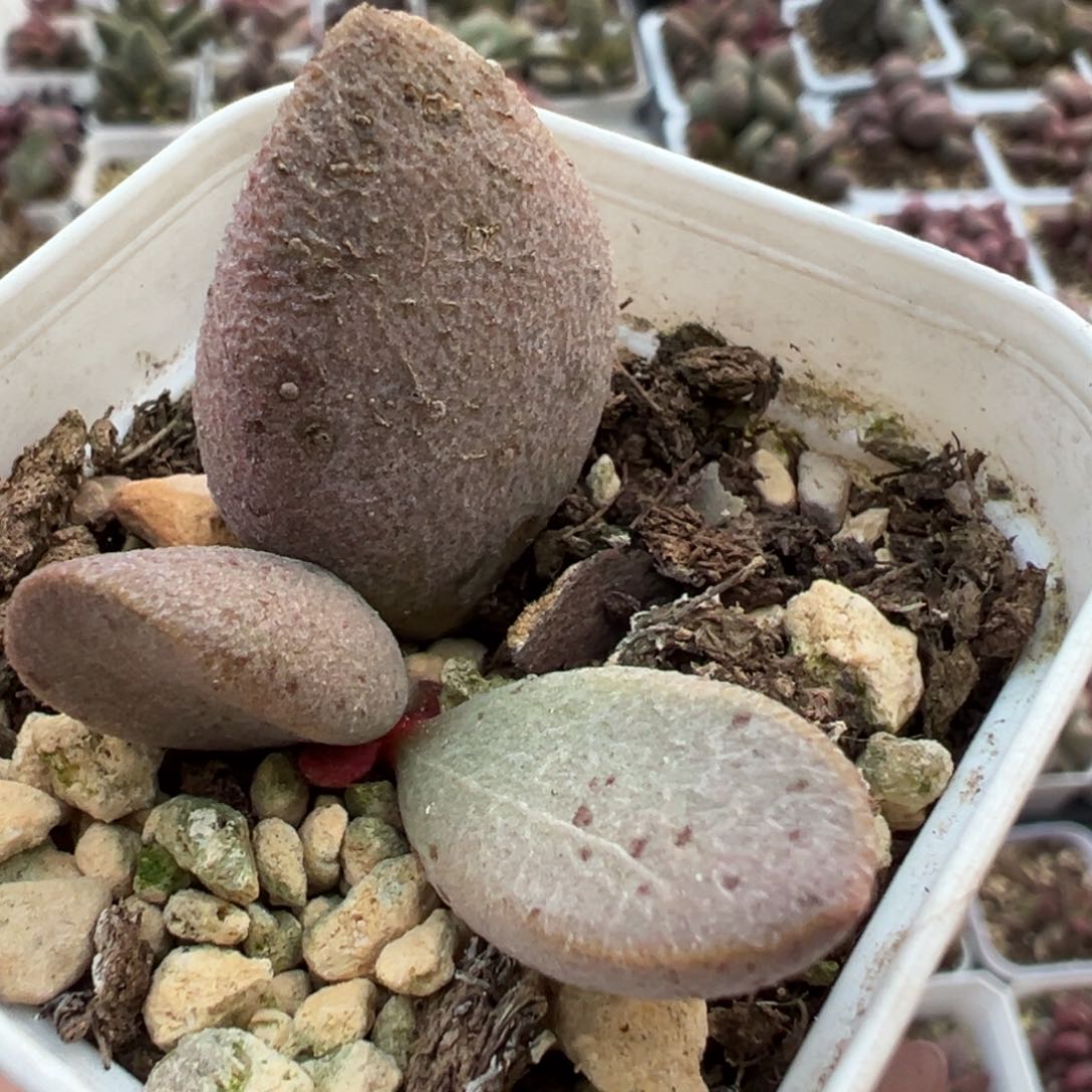 银波彩虹蛋大苗多肉植物水泡