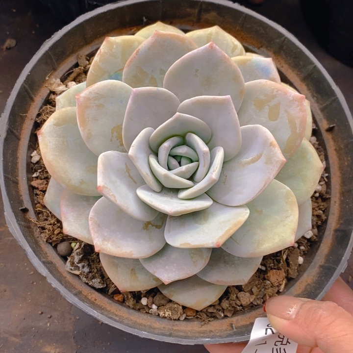 夏悦多肉0211-70红茶