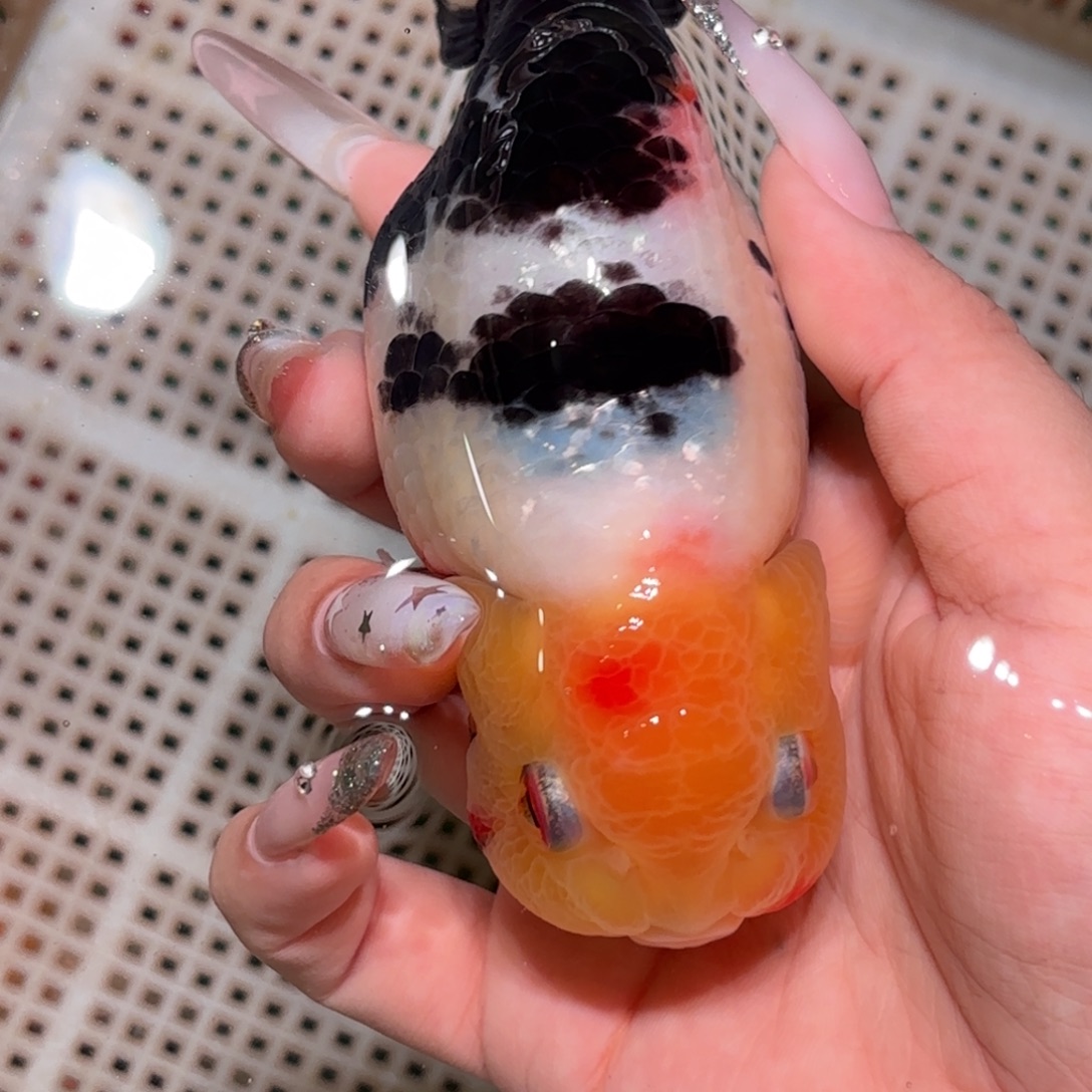 奋***底金鱼拍包装包邮，不拍包装运费到付