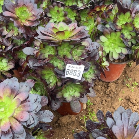 883万黑公主不包断枝