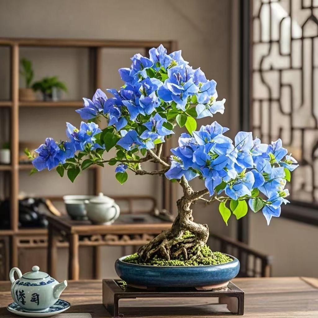 新品种【蓝梦】三角梅绿植袋苗花卉阳台庭院楼顶四季开花勤花品种