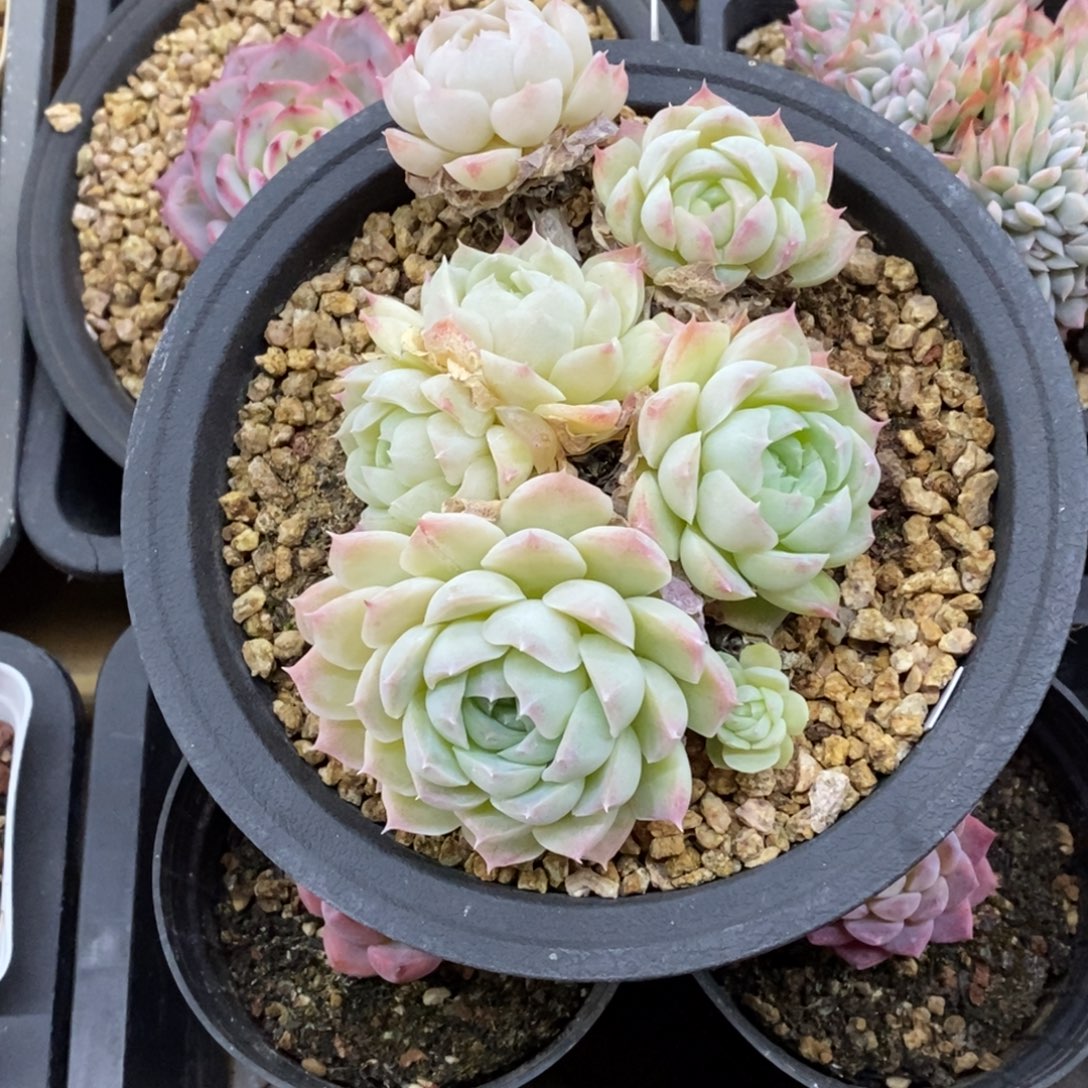 精品多肉一物一拍不包整302