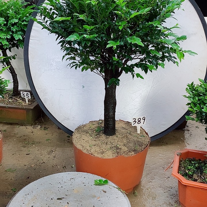 当前无花栽培后可以开花