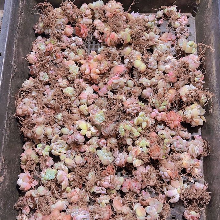 直播福利一物一拍19