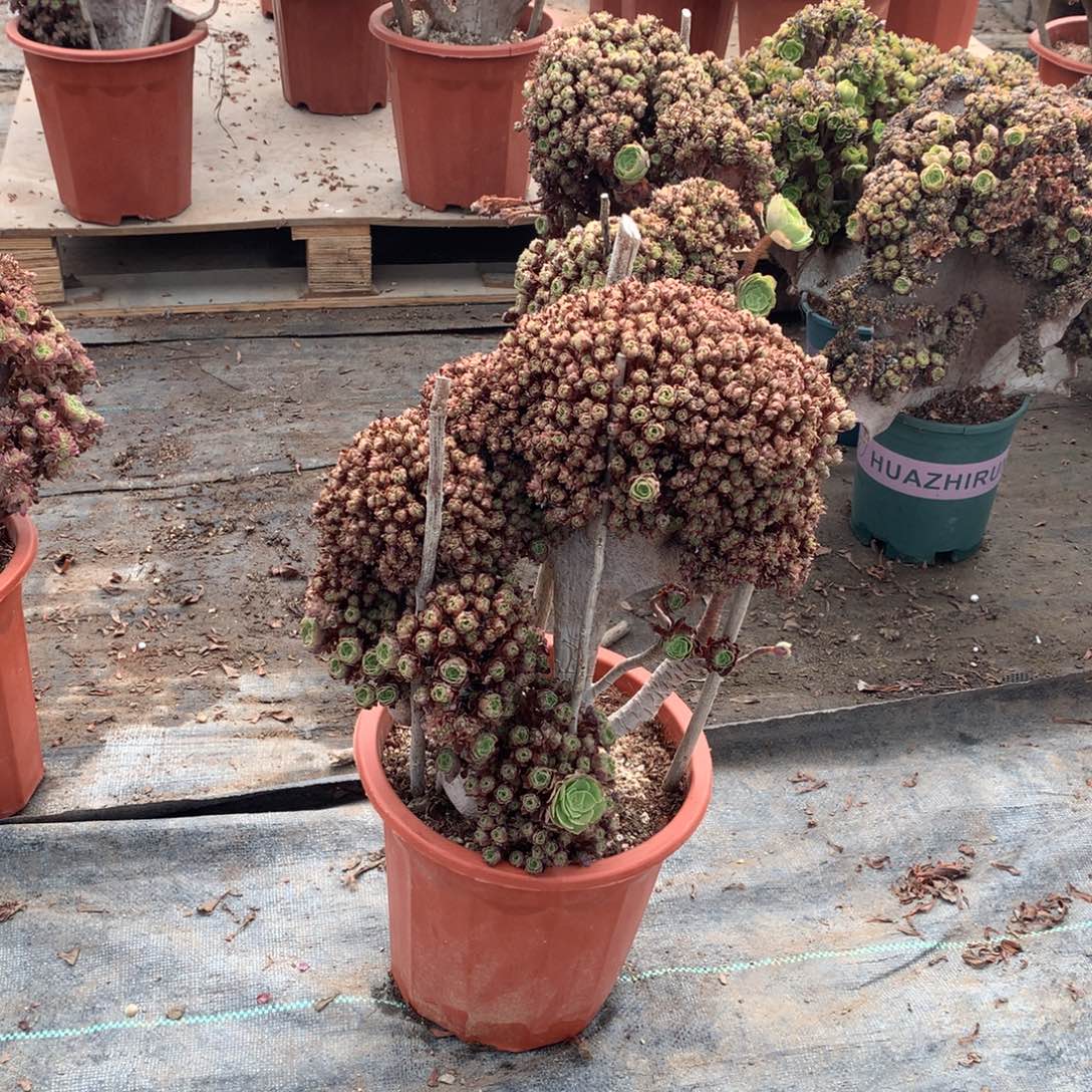 万圣节朵朵缀万圣节