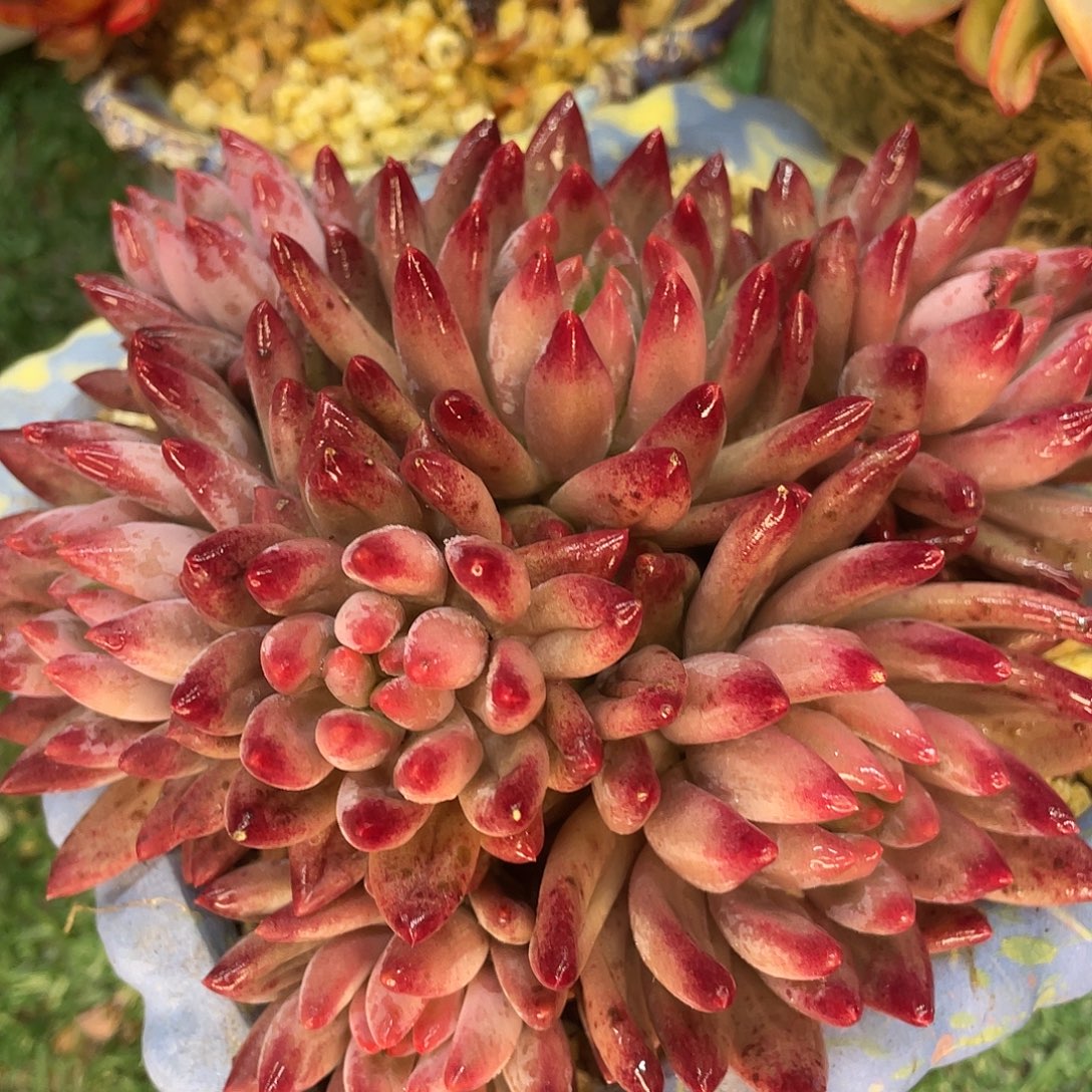 车厘子一物一拍28包邮非偏远