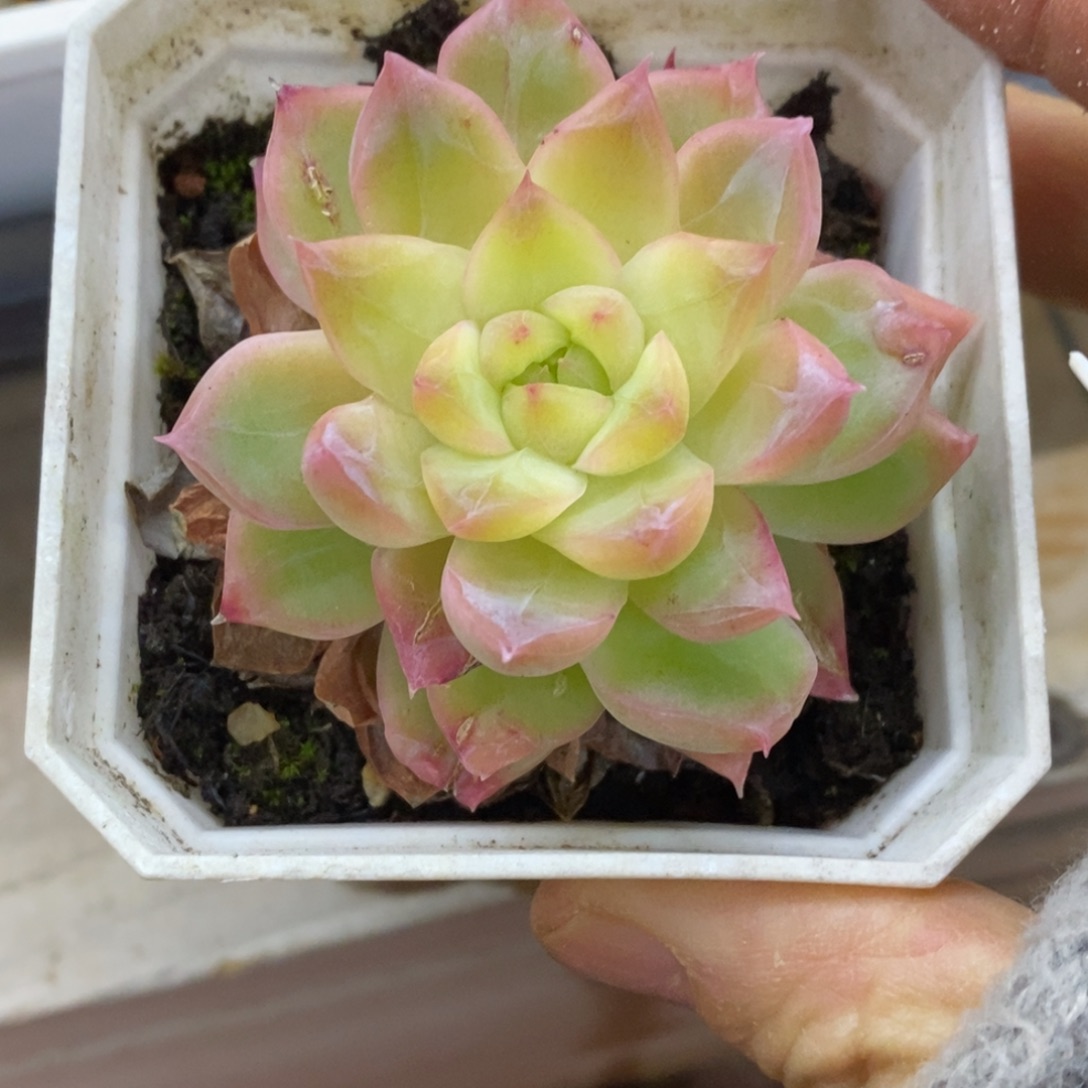 精品多肉一物一拍不包整320