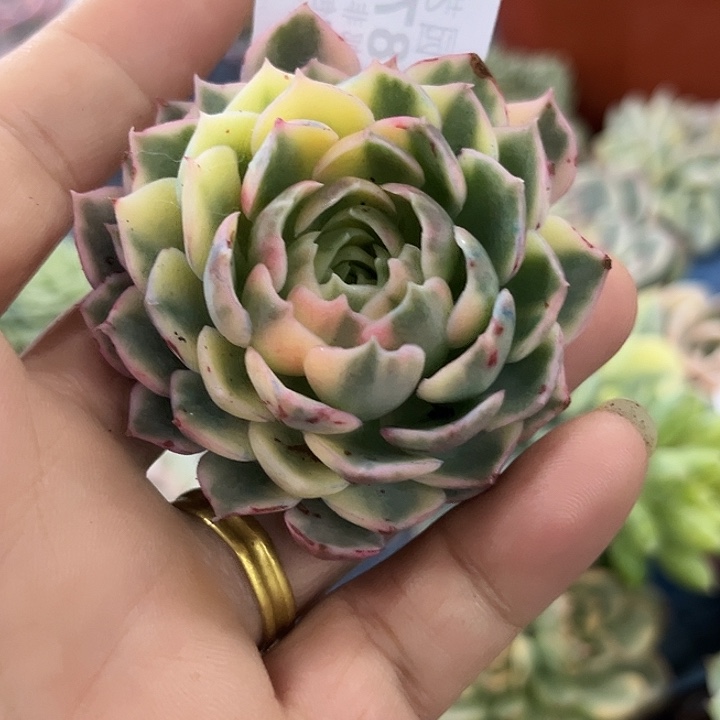 1887沙漠玫瑰彩锦炸
