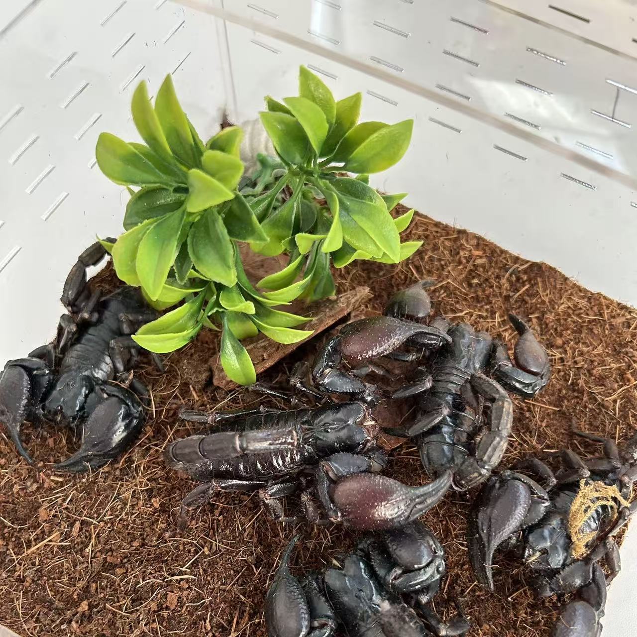 亚洲热带雨林蝎彼得异蝎大型宠物蝎性格温顺可上手玩