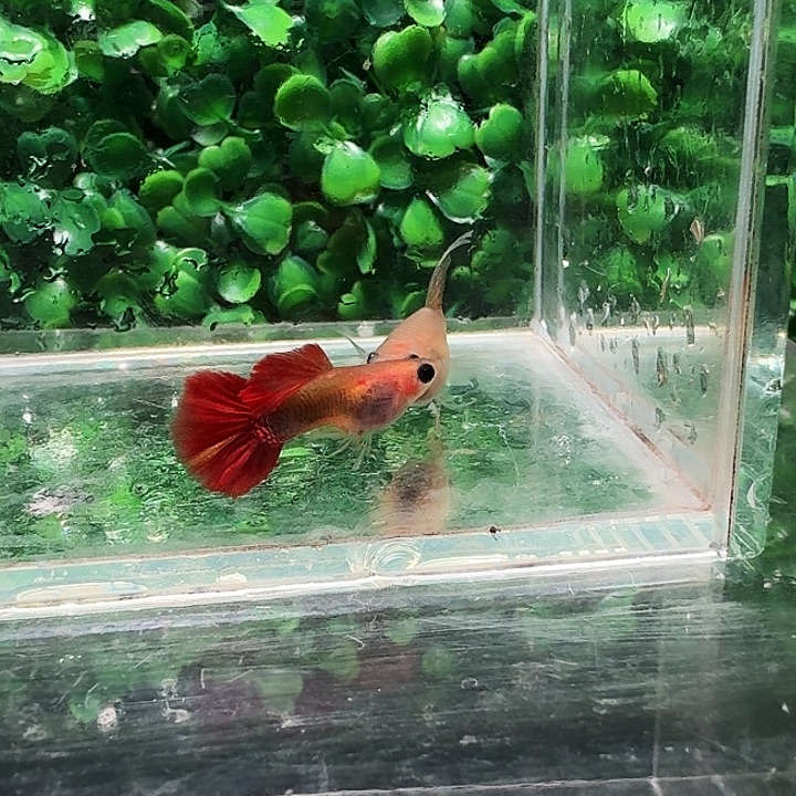 海水彩虹玻璃大ac