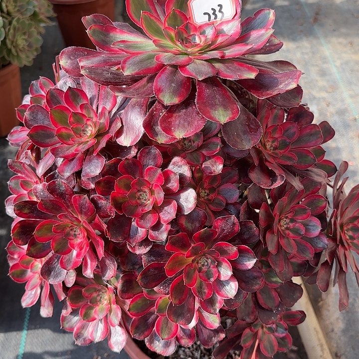 全部花朵733丽娜多肉植物