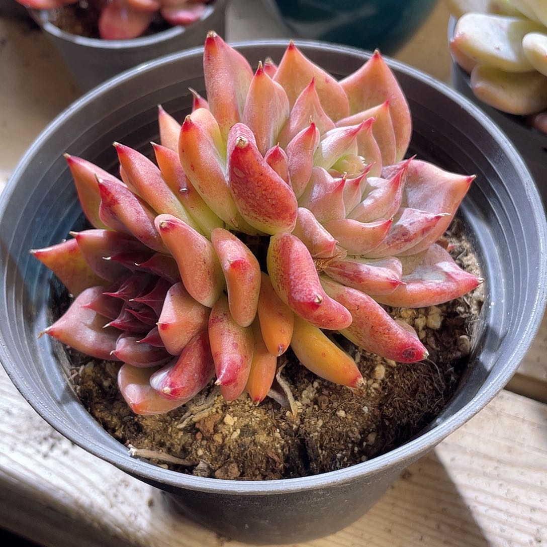 0821  钻石婚戒 六月六