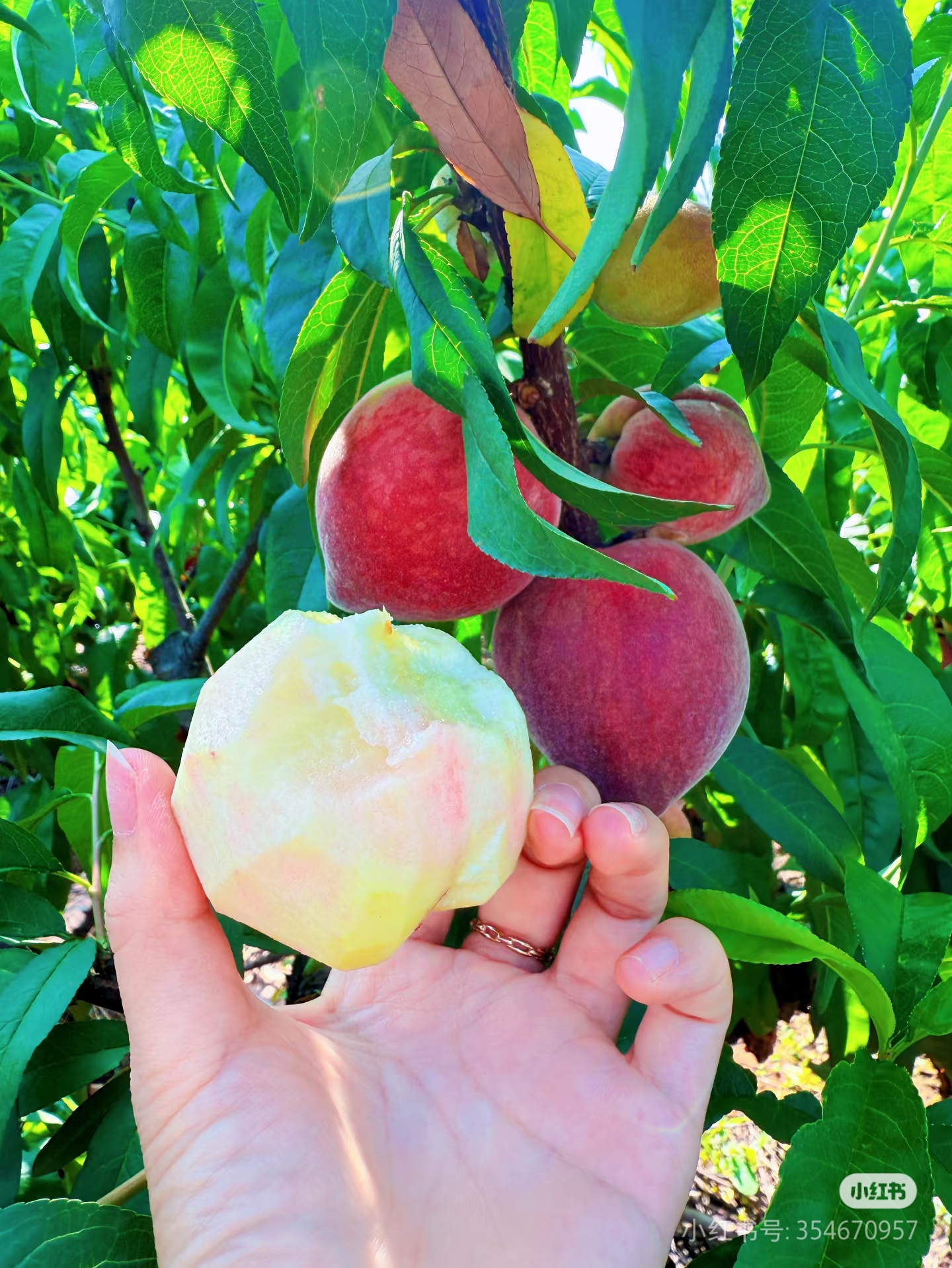 高山黑美人 桃味浓郁脆甜应季水果