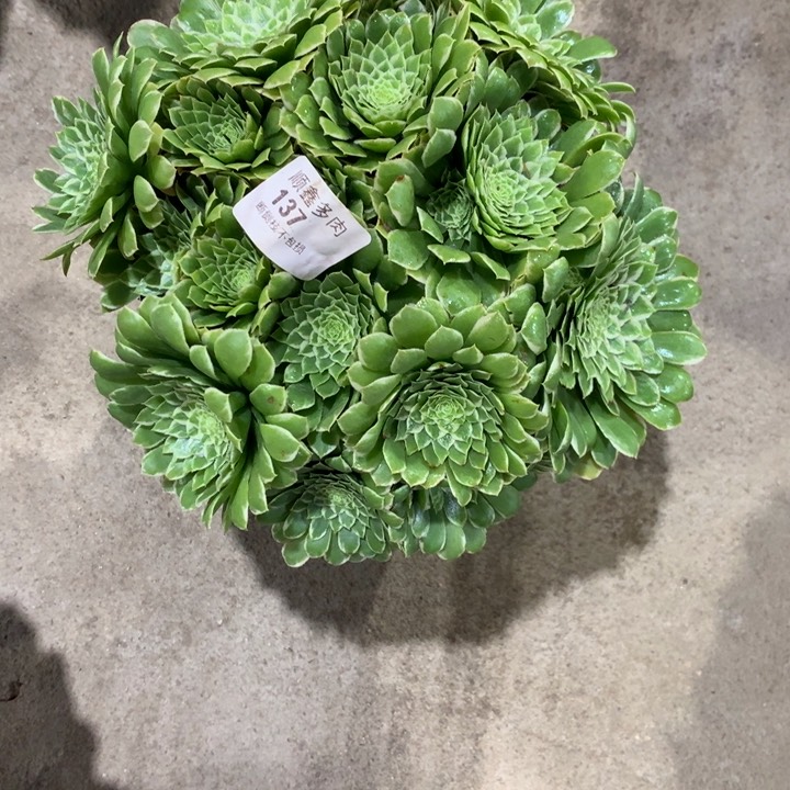 137翡翠冰多肉植物