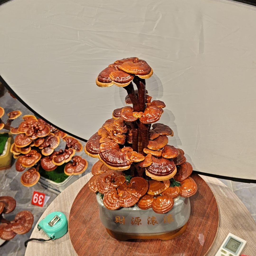 赤灵芝灵芝盆景灵芝盆景高端