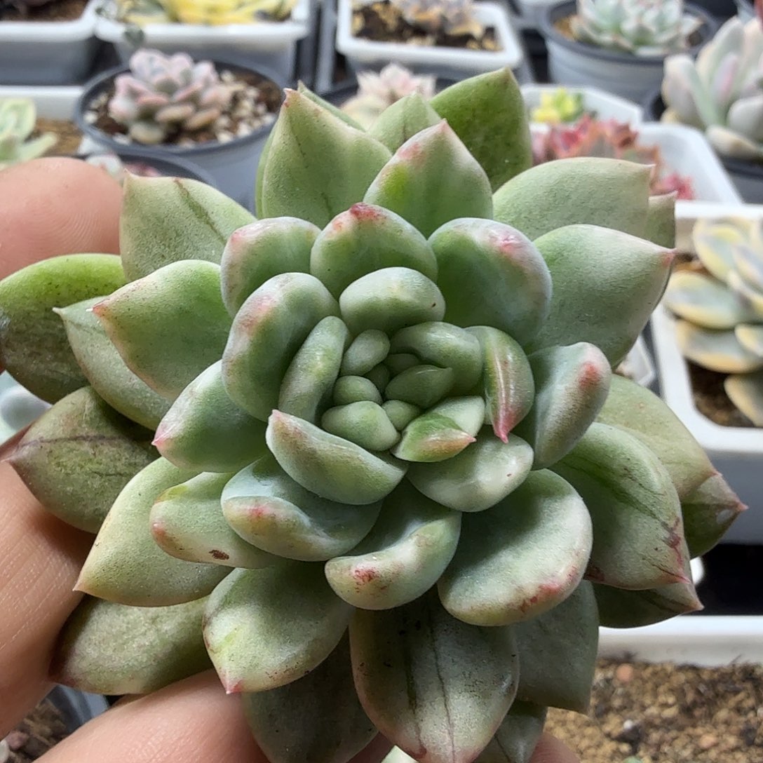 冰心公主锦  小方花圃一物一拍