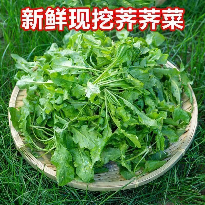【直播福利】沂蒙山2026头茬新鲜荠荠菜现挖现发原产地直发