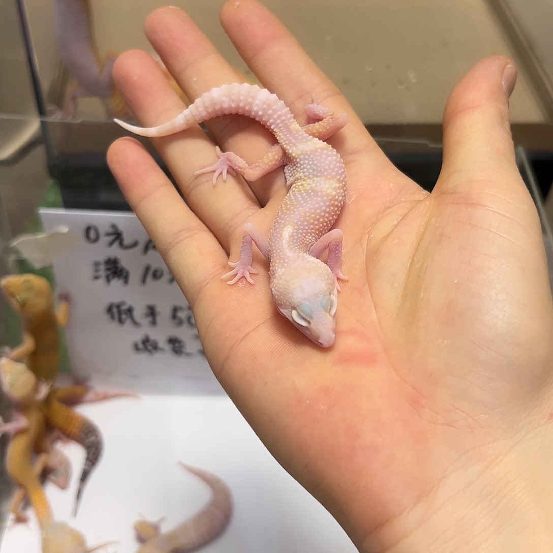 豹纹守宫豹纹守宫